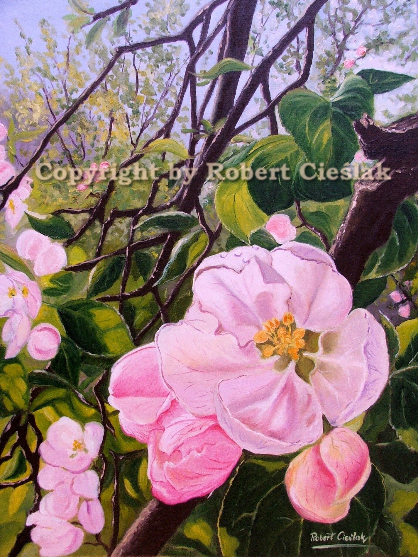 Robert Cieślak - Jabłoń
